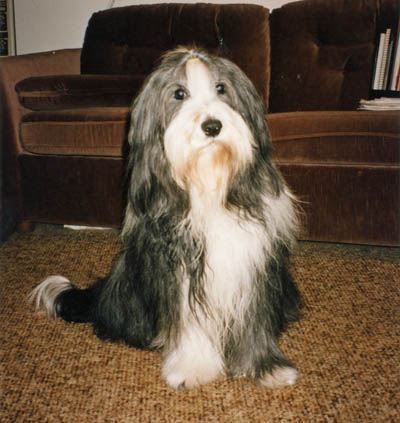 A handsome lad, Boomer is sitting in the den looking at his mommy.